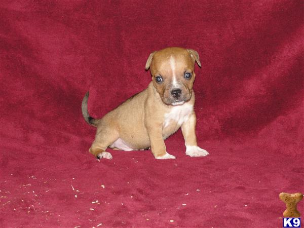 Puppies in Fresno